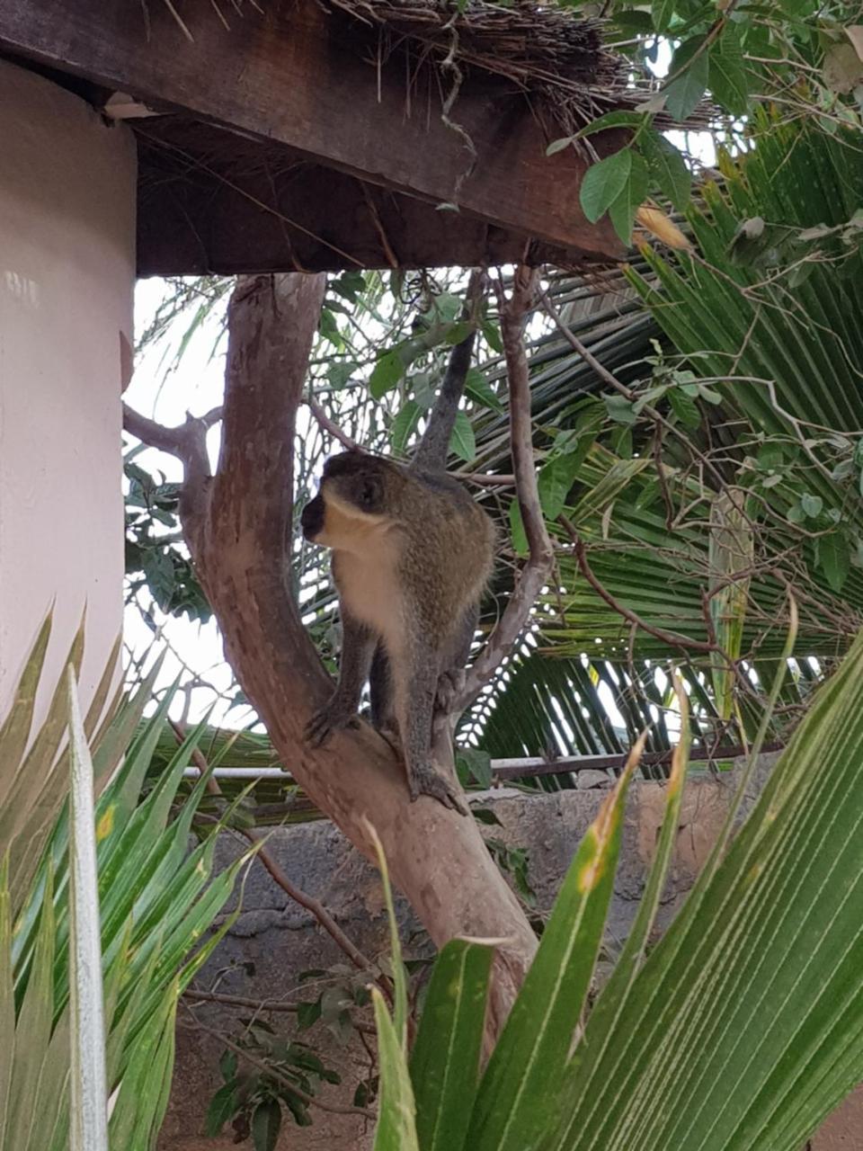 Mandinka Lodge Kololi Luaran gambar
