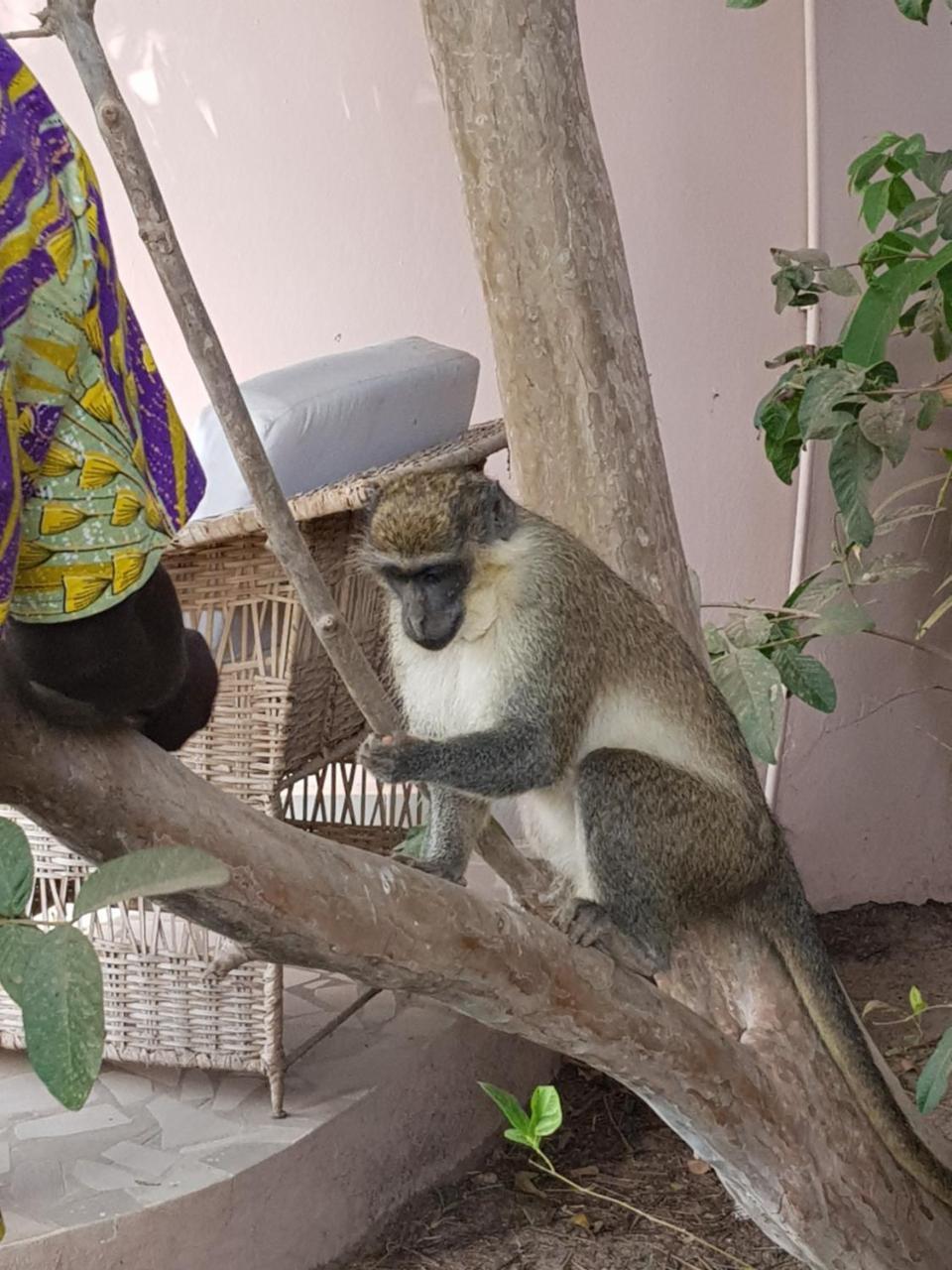 Mandinka Lodge Kololi Luaran gambar